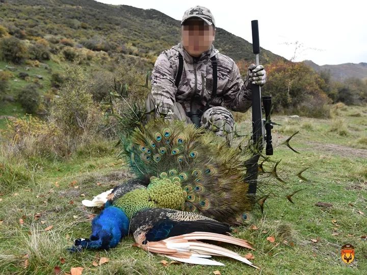 新西兰孔雀狩猎团 新西兰打鸟狩猎团 新西兰火鸡狩猎团