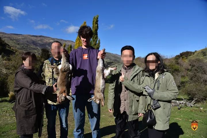 新西兰野兔狩猎