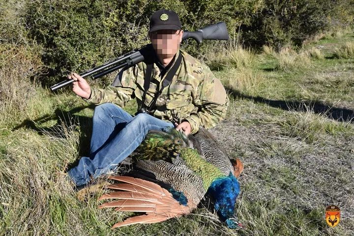 新西兰孔雀狩猎