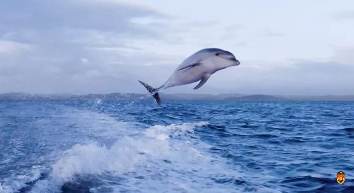 新西兰海豚