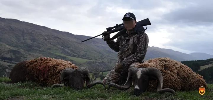 新西兰野绵羊狩猎 新西兰羊狩猎团