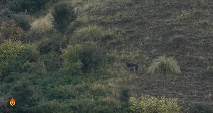 新西兰黇鹿狩猎