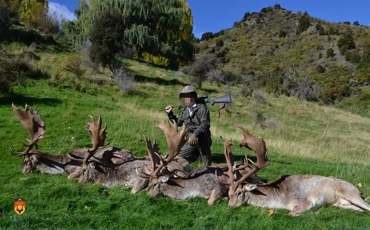 黇鹿狩猎团 扁角鹿狩猎团 国际狩猎 国外狩猎 出国狩猎 新西兰狩猎团