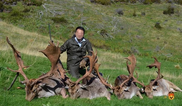新西兰金牌黇鹿狩猎团 