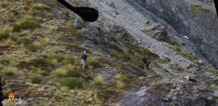 新西兰塔尔羊狩猎团