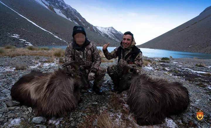 新西兰塔尔羊狩猎团