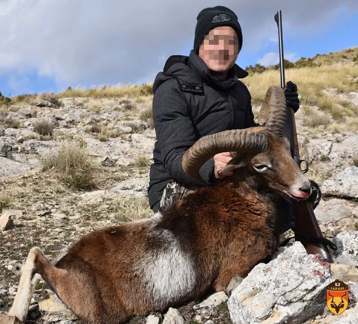 西班牙狩猎 盘羊狩猎