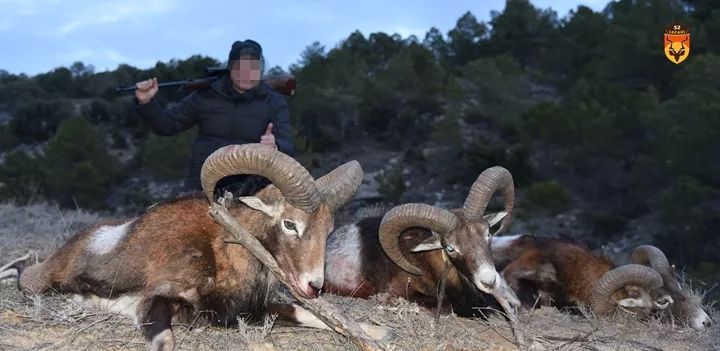 西班牙狩猎 欧洲盘羊狩猎 欧洲狩猎
