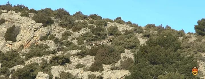 西班牙北山羊
