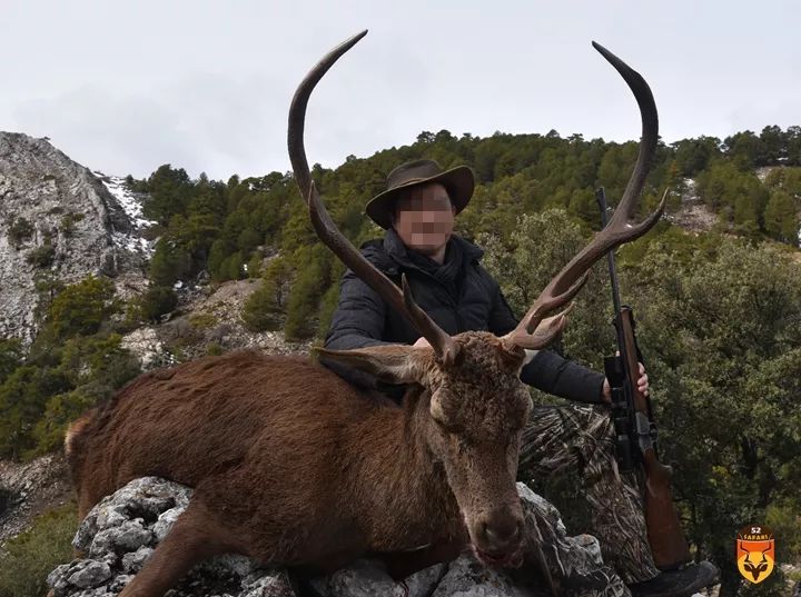 西班牙狩猎 赤鹿狩猎 西班牙马鹿狩猎