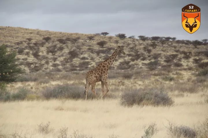 南非长颈鹿