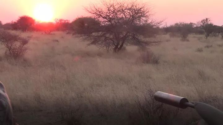 纳米比亚直角羚狩猎 纳米比亚剑羚狩猎