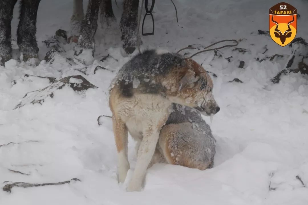 山区猎犬