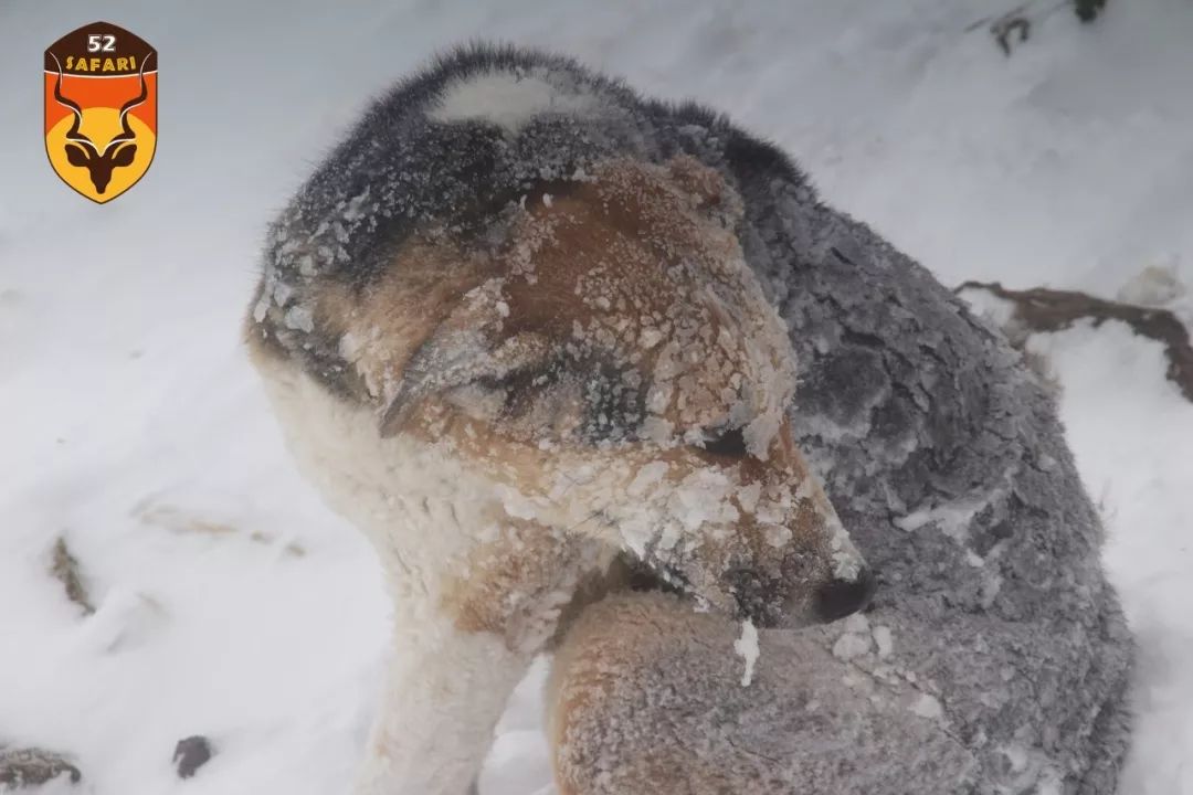 吉尔吉斯斯坦猎犬