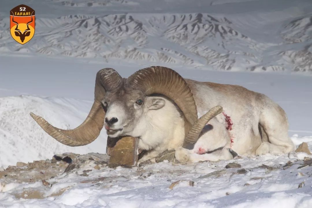 国际狩猎 户外狩猎 马可波罗狩猎 盘羊狩猎