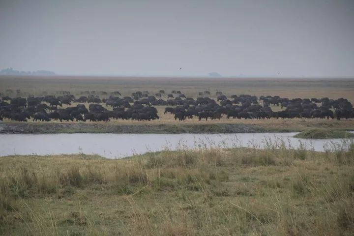 纳米比亚野牛