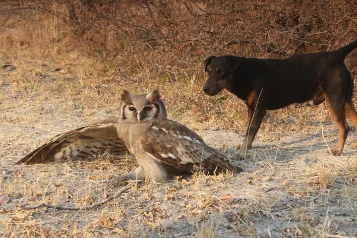 纳米比亚猫头鹰