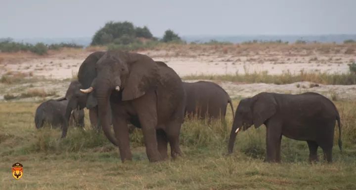 纳米比亚大象