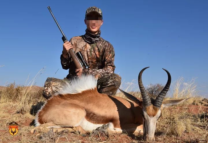 南非草原猎物狩猎