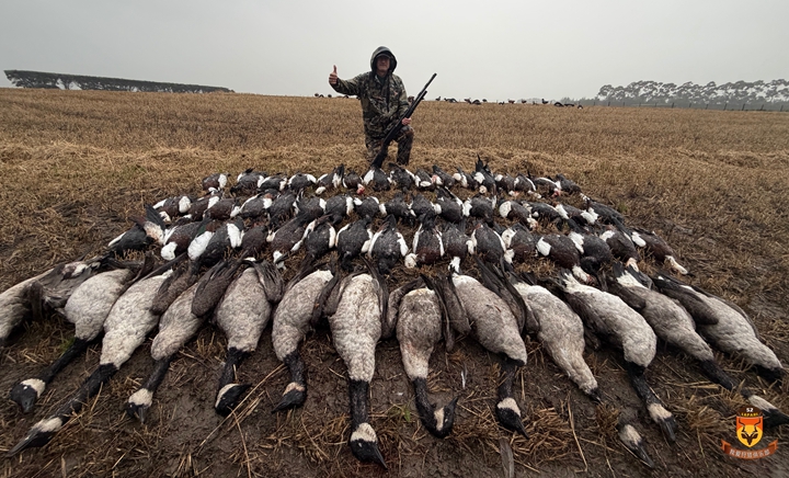 新西兰大雁狩猎