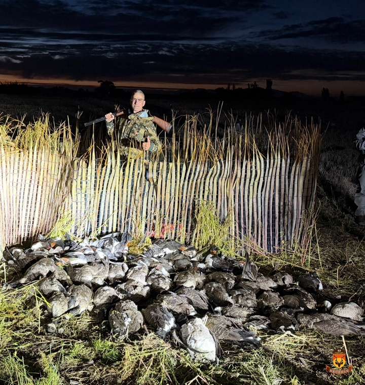 新西兰大雁和天堂鸭狩猎
