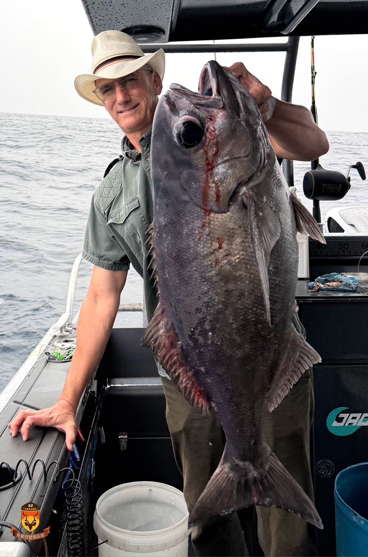 新西兰蓝鼻鱼海钓