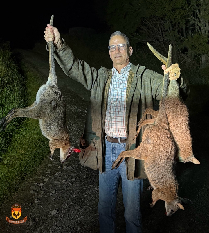 新西兰袋鼠狩猎