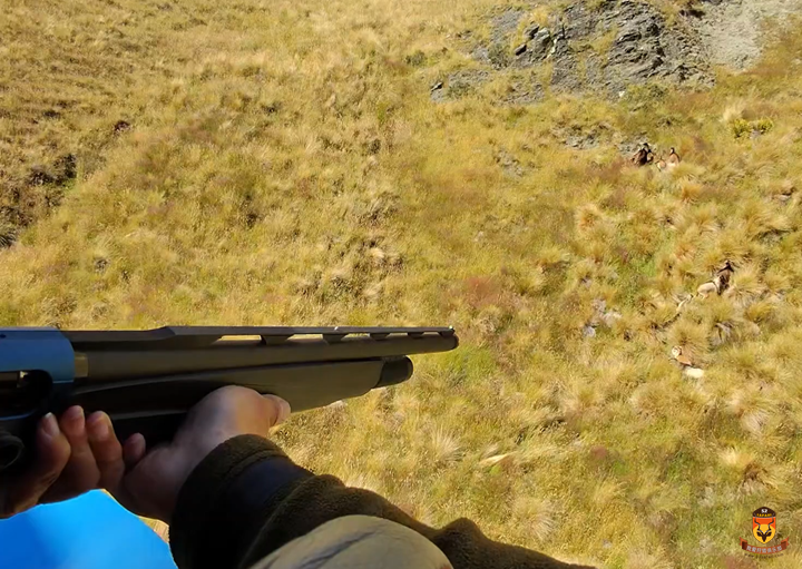 新西兰山羊狩猎