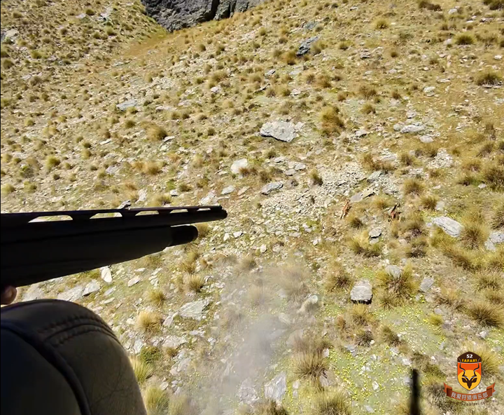 直升飞机山羊狩猎