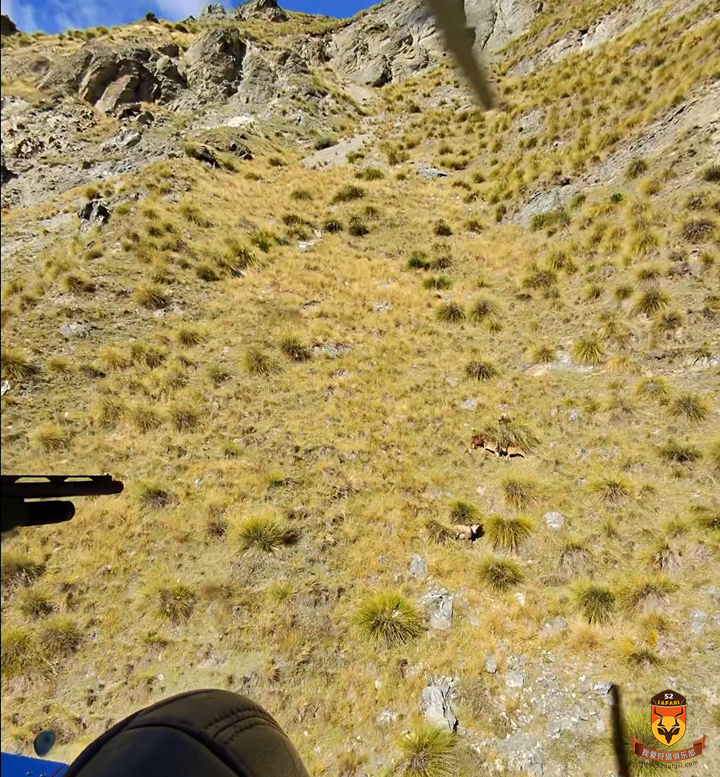 直升飞机羊狩猎新西兰