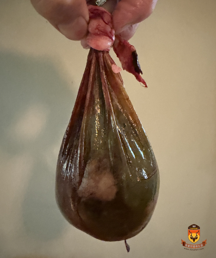 美国熊胆